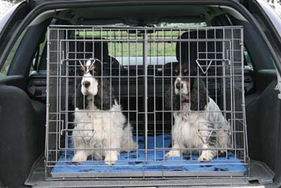 Dogs In Cages