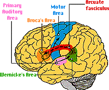 Brain