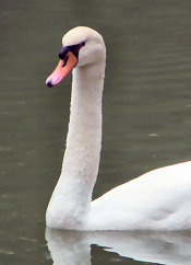 Swan